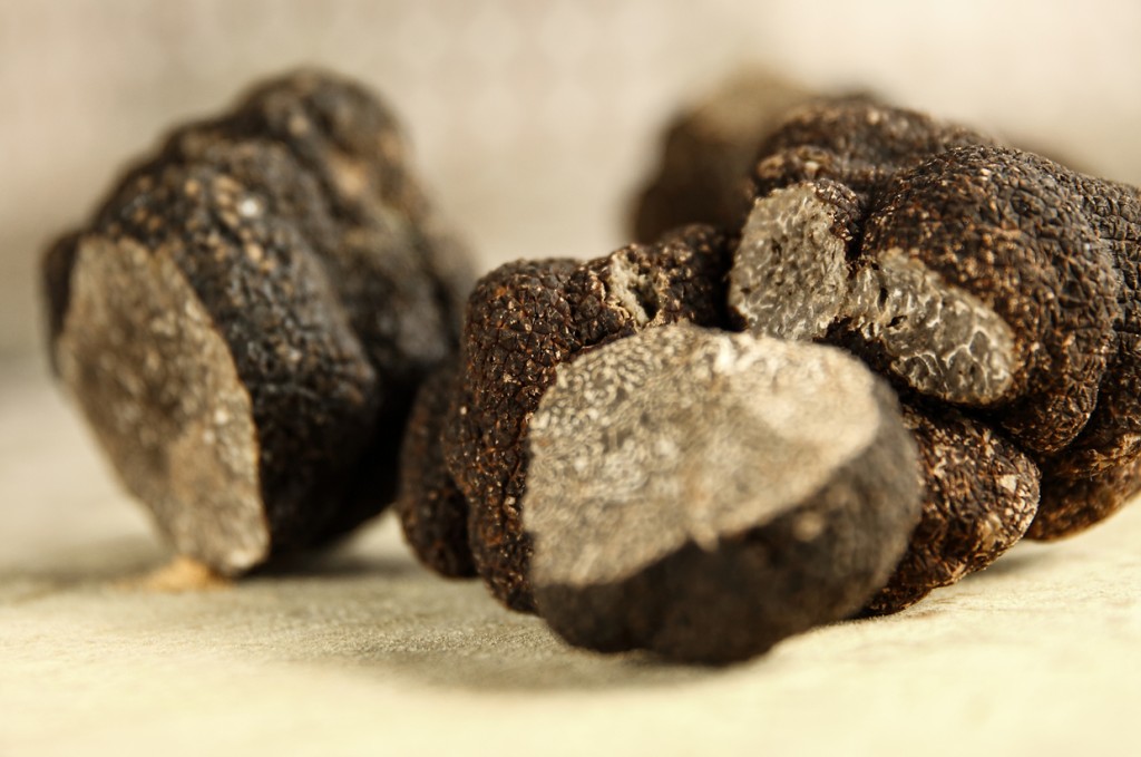 Week-end truffes :

les expériences à vivre en Périgord